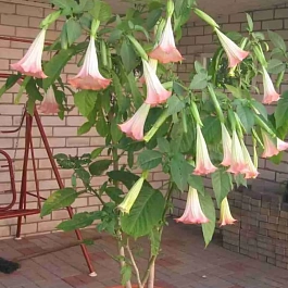 Бругмансия roze