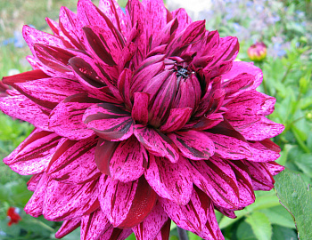 Георгина Декоративная Арт Акт