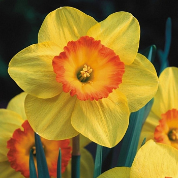 Нарцисс крупнокорончатый Делибес