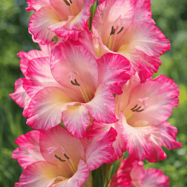 Гладиолус Priscilla