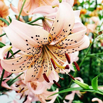 Лилия азиатская Пинк Джайант НАБОР 2ШТ (2+2)