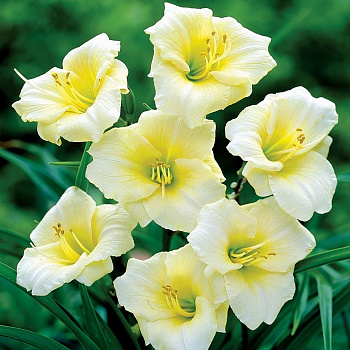 Лилейник гибридный Лонгфилдз Перл