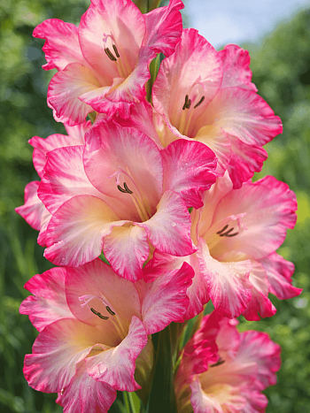 Гладиолус Priscilla