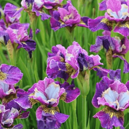 Ирис сибирский Charming Billy