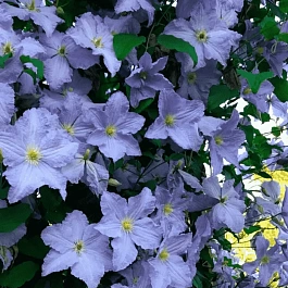 Клематис гибридный Blekitny Aniol
