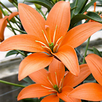 Лилия ЛА-гибрид Ориндж Кокот НАБОР 2ШТ (2+2)