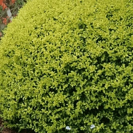 Бирючина овальнолистная