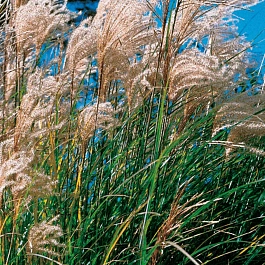 Мискантус New Hybrids