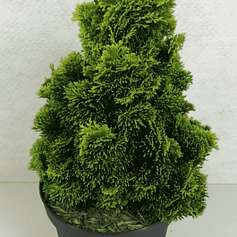 Кипарисовик туполистный Aurora