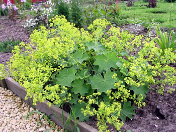 Манжетка мягкая Робуста