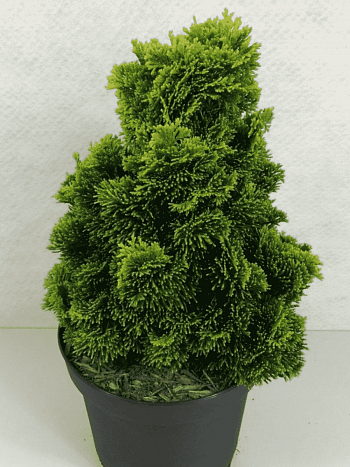 Кипарисовик туполистный Aurora