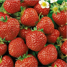 Земляника садовая Камароза