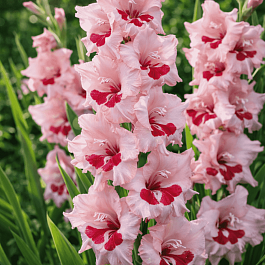 Гладиолус Wine and Roses