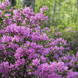 Рододендрон Ледебура (Багульник)