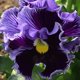 Виола RUFFLES Purple