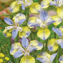 Ирис сибирский Tipped in Blue