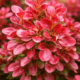 Барбарис Тунберга Lutin Rouge