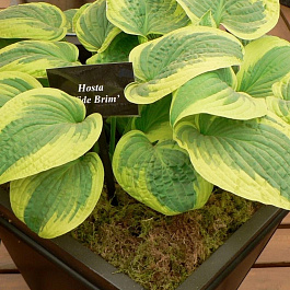 Хоста гибридная Вайд Брим