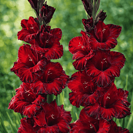 Гладиолус Pescara