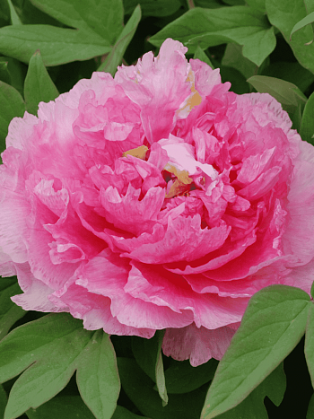 Пион древовидный Tao hong fei cui