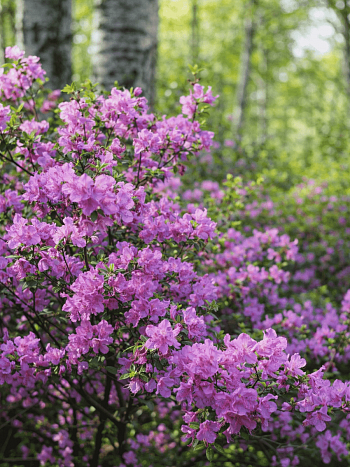 Рододендрон Ледебура (Багульник)