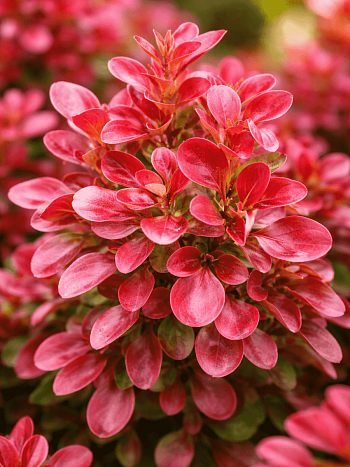 Барбарис Тунберга Lutin Rouge