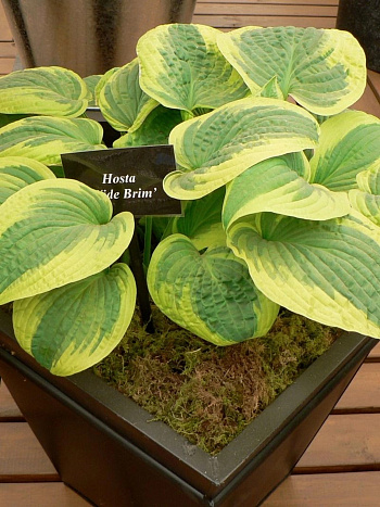 Хоста гибридная Вайд Брим