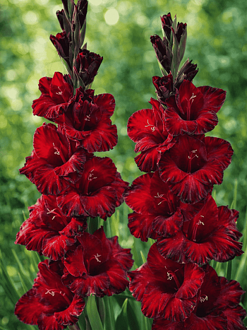 Гладиолус Pescara