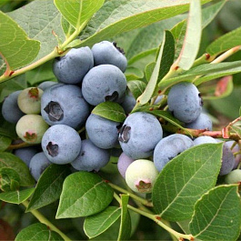 Голубика высокорослая Бригитта Блю