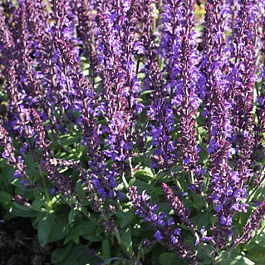 Сальвия дубравная (Шалфей) Мерло Блу НАБОР 2ШТ (1+1)