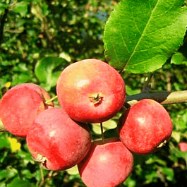 Яблоня Алтайский Голубок