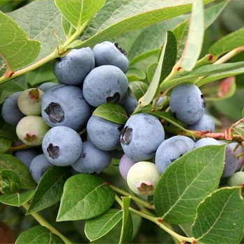 Голубика высокорослая Бригитта Блю