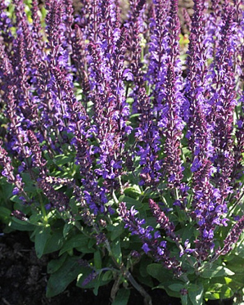 Сальвия дубравная (Шалфей) Мерло Блу НАБОР 2ШТ (1+1)