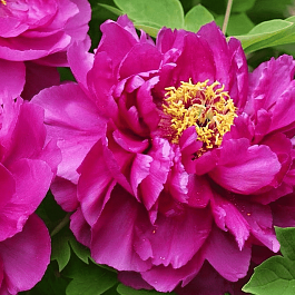 Пион Древовидный Dark Pink