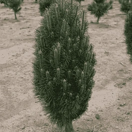 Сосна чёрная Richard