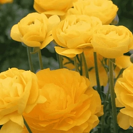 Лютик Азиатский  Yellow