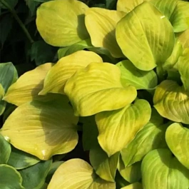 Хоста Banana Kid