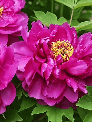 Пион Древовидный Dark Pink