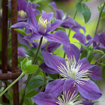 Клематис ботанический Арабелла