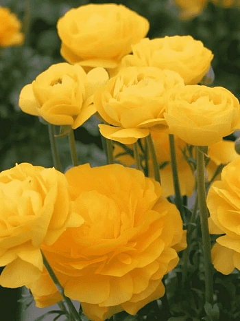 Лютик Азиатский  Yellow