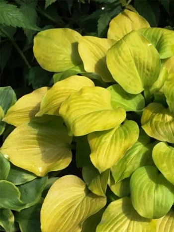 Хоста Banana Kid