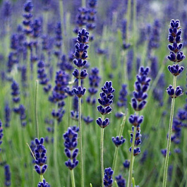 Лаванда узколистная Гроссо Лаванда узколистная Гроссо