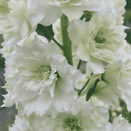 Дельфиниум  культурный Highlander Morning Sunrise