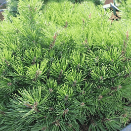 Сосна горная  Grune Welle