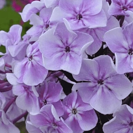 Флокс метельчатый Пересвет