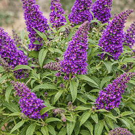 Буддлея Давида Butterfly Candy Little Purple 