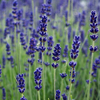 Лаванда узколистная Гроссо