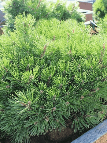 Сосна горная  Grune Welle