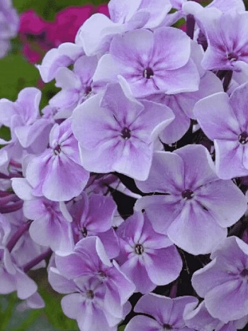 Флокс метельчатый Пересвет