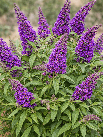 Буддлея Давида Butterfly Candy Little Purple 